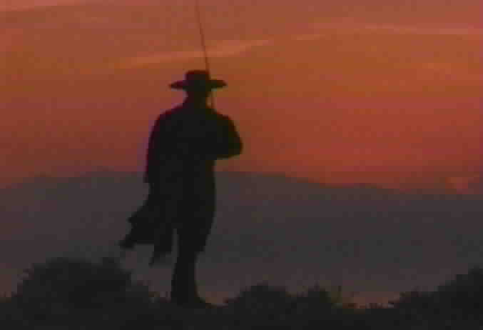 Zorro gazing at sunset
